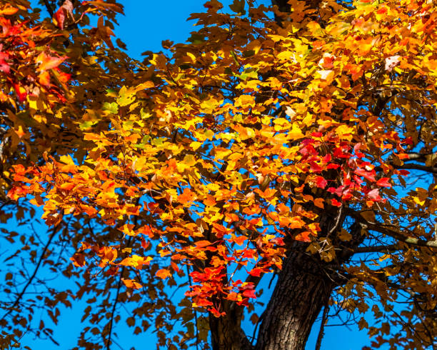 istock Fall autumn leaves in nature 1438228049