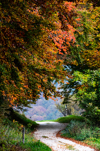 path in the woods with the colors of autumn and with trees losing their leaves.