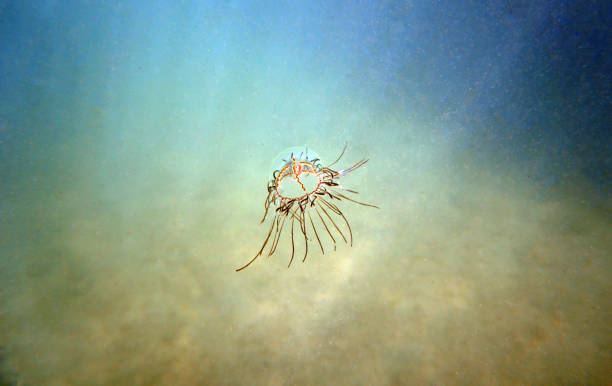 underwater photo of cigar jellyfish - olindias phosphorica - box jellyfish imagens e fotografias de stock