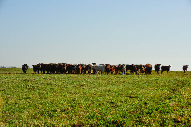 istock Countryside landscape with cows grazing, 1438232449