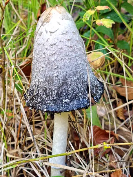 Coprinus comatus mushroom (Schopf-Tintling, Spargelpilz, Tintenpilz, Porzellantintling)