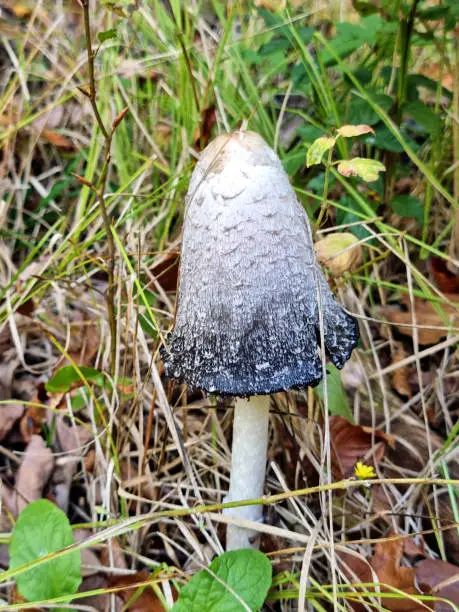 Coprinus comatus mushroom (Schopf-Tintling, Spargelpilz, Tintenpilz, Porzellantintling)