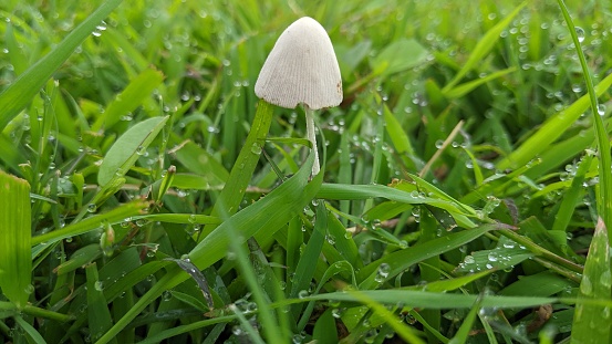 Mushroom in yard in the morning