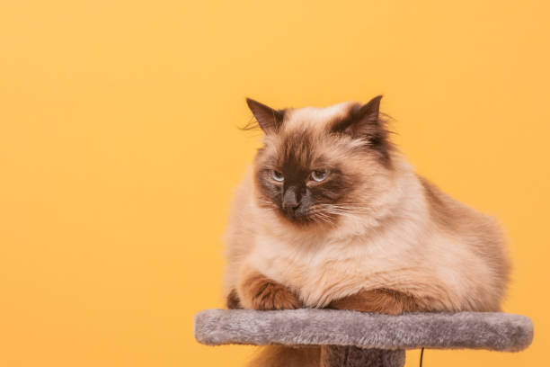 A cat of the Neva Masquerade breed on a yellow background. The cat is beige with brown coloring. stock photo