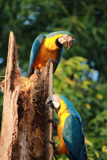 canindé macaw brazil blue-and-yellow macaw, also known as yellow-bellied macaw, macaw, yellow macaw, blue-and-yellow macaw, macaw and blue-and-yellow macaw, is one of the best known representatives of the genus Ara, being one of the emblematic species of the cerrado. Brazilian and important for many indigenous communities pantanal wetlands stock pictures, royalty-free photos & images