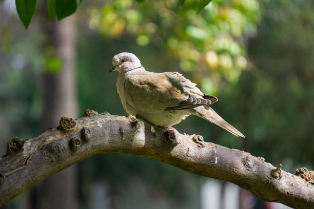 A kind of turtledove on a tree in a park.