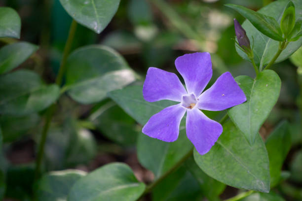 ビンカメジャーまたはビッグリーフツルニチニチソウ、公園で隔離された紫色の花。 - catharanthus ストックフォトと画像