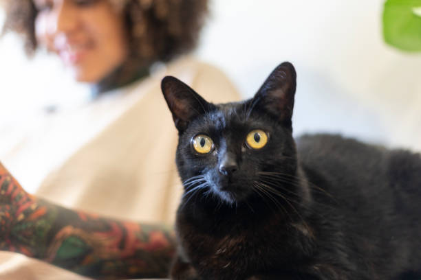 Black cat with woman at home