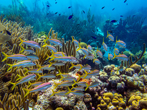 A vibrant underwater scene with a coral reef and tropical fish. The fish are predominantly yellow and black striped, with one red fish in the center. The coral is a mix of pink and white, with some green plants scattered throughout. The water is a clear blue, with sunlight filtering through the surface. The image is taken from a low angle, looking up towards the surface of the water.