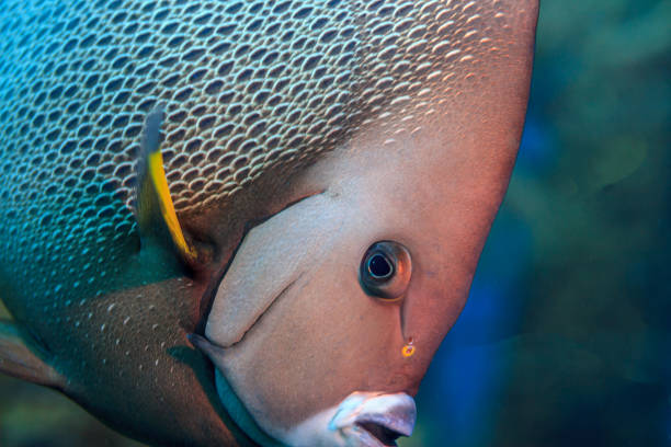 Royal angelfish