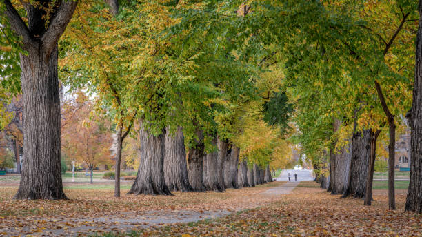 istock Alley with old American elm trees in fall colors 1438245444