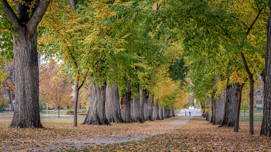 Alley with old American elm trees - the Oval at Colorado State University campus in  autumn colors