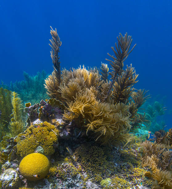 istock Caribbean coral garden 1438245502