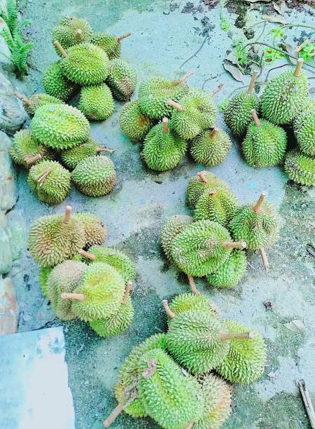 istock neatly arranged durian fruit photo 1438248215