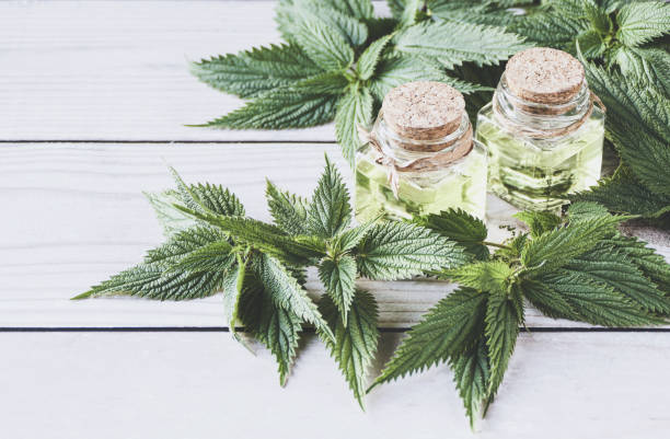 olio di ortica e foglia di ortica fresca urtica dioica su tavola di legno bianca - stinging nettle foto e immagini stock