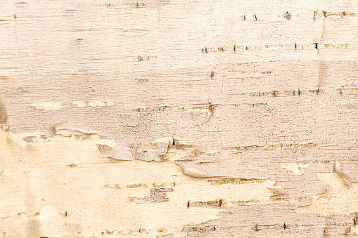 birch bark natural texture background. High quality photo