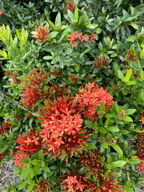 istock ixora flower in nature garden 1438252904