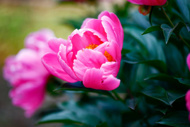 istock Pink blooming peony, outside shooting 1438253081