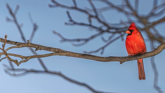 Male Cardinal during winter