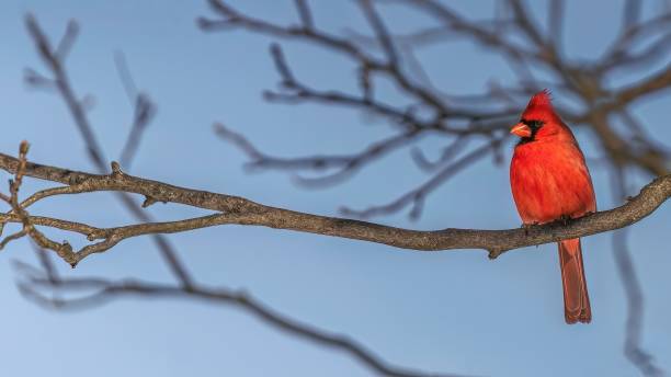 Male Cardinal during winter Male Cardinal during winter northern cardinal photos stock pictures, royalty-free photos & images