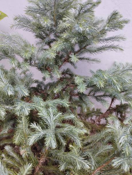 Abies Alba flower Cemara perak (Abies alba) flower is often used for Christmas trees because of its beautiful leaf color. The hallmark of this plant is that it has green leaves, like covered in silver on the bottom abies amabilis stock pictures, royalty-free photos & images