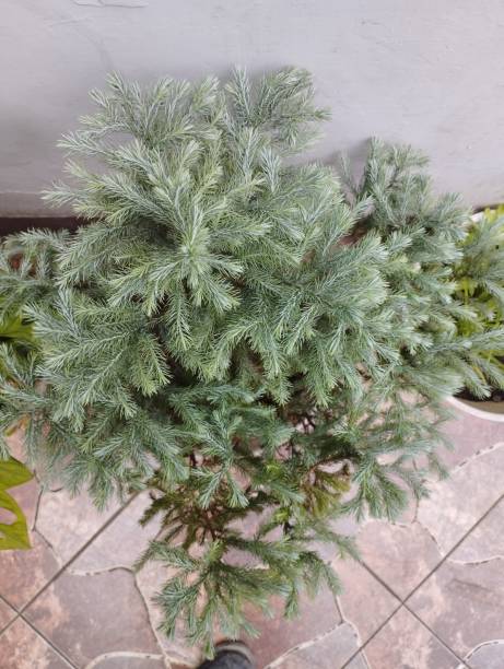 Abies Alba flower Cemara perak (Abies alba) flower is often used for Christmas trees because of its beautiful leaf color. The hallmark of this plant is that it has green leaves, like covered in silver on the bottom abies amabilis stock pictures, royalty-free photos & images
