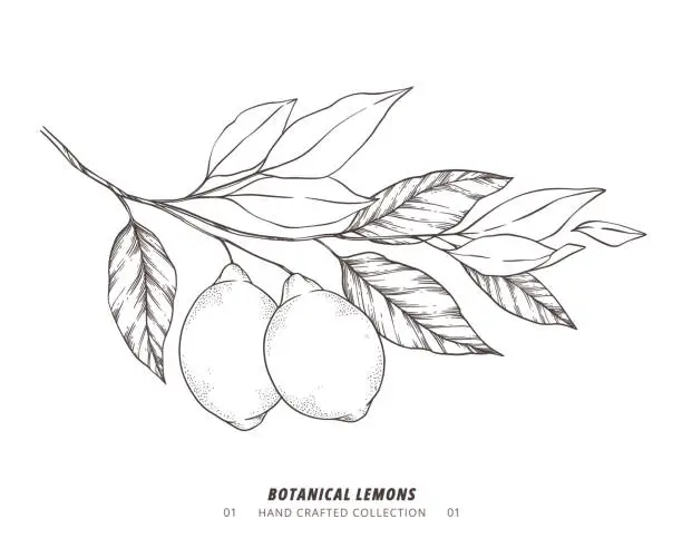 Vector illustration of Hand drawn vector illustration - Botanical branch with lemons. Branch with citrus fruits. Perfect for menu, package, cards, invitations, prints