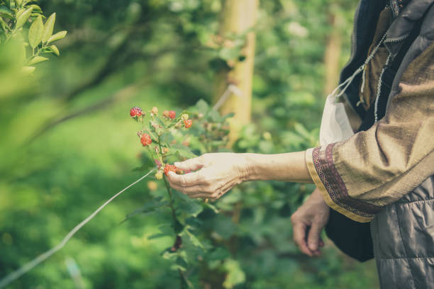 istock hand picking red raspberry berries in garden farm 1438255569