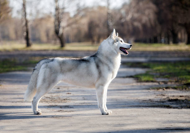 istock Gray siberian husky outdoors portrait 1438258427
