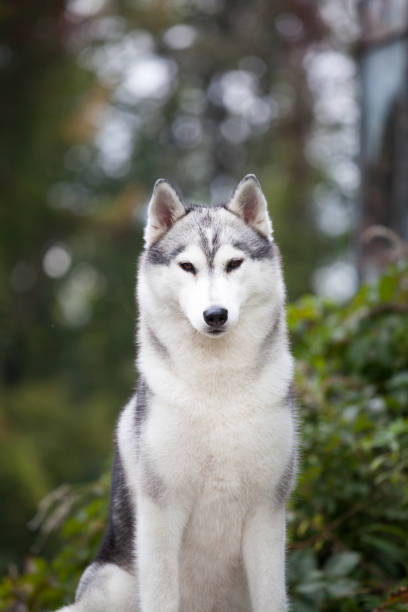 istock Gray siberian husky outdoors portrait 1438258438