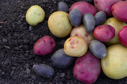 A pile of washed assorted potatoes (red, blue, yellow) are on the soil in the garden.