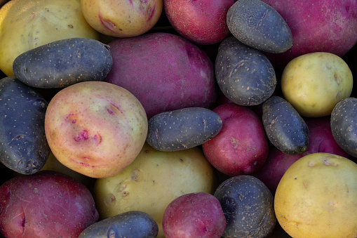 Variety of colorful organic washed potatoes (yellow, purple, red), top view.