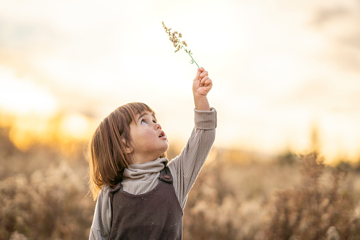 A sweet little brunette hired girl holds up a small piece of dried plant as she takes a closer look in the evening sun.  She is dressed casually in a jumper as she walks through the tall brown fall grass.