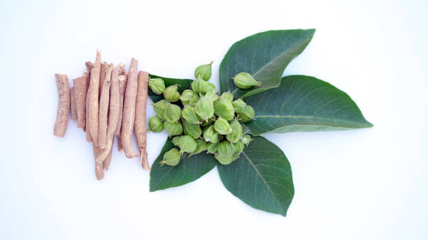 istock Ashwagandha Dry Root Medicinal Herb with Fresh Leaves 1438263732