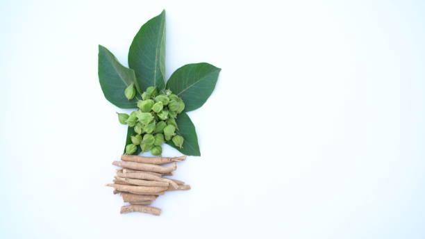 istock Ashwagandha Dry Root Medicinal Herb with Fresh Leaves 1438263758