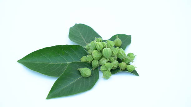 ashwagandha raíz seca hierba medicinal con hojas frescas - gooseberry fruit bush green fotografías e imágenes de stock