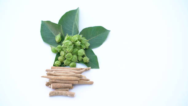 istock Ashwagandha Dry Root Medicinal Herb with Fresh Leaves 1438263846