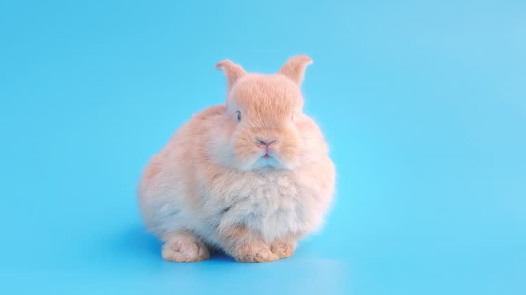 Little rabbit on isolate blue background