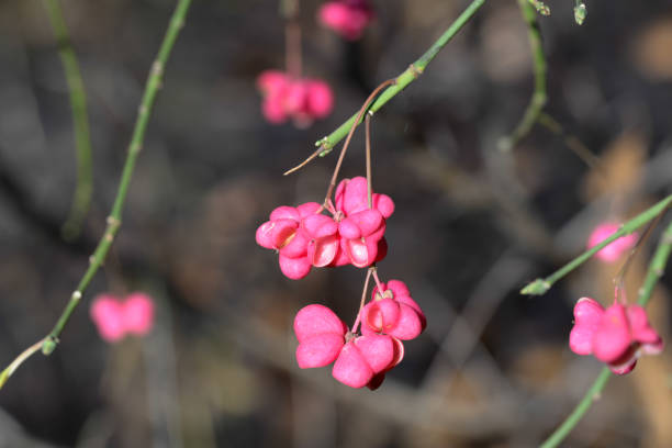 Euonymus europaeus,  common spindle pink fruits closeup selective focus