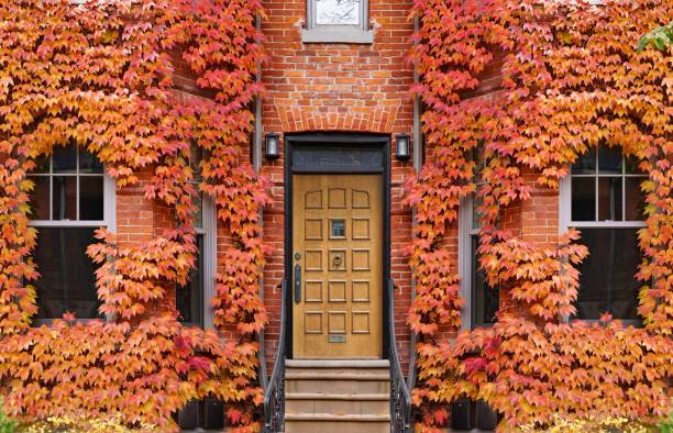 istock Front door of old brick house surrounded by ivy 1438271504