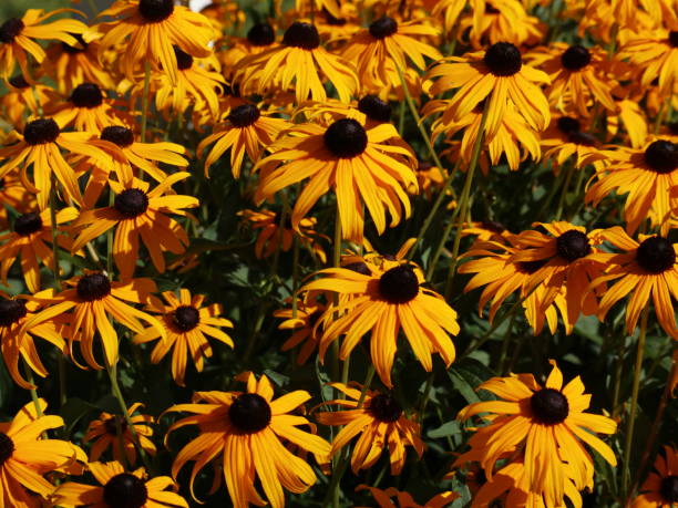 istock Black eyed susan flower 1438271983
