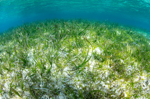 A seagrass bed grows on a shallow sand flat that is often affected by currents and ocean waves. Seagrass meadows offer habitat for many juvenile reef fish and invertebrates.