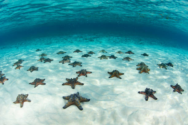 istock Chocolate Chip Sea Stars on Sandy Seafloor 1438275021