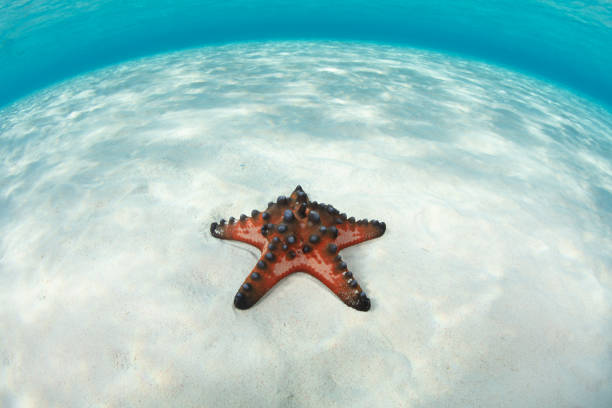 istock A Chocolate Chip Sea Star on Sandy Seafloor 1438275023