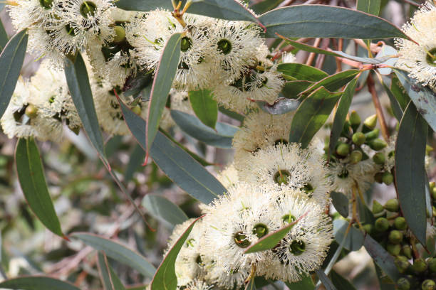 istock eucalyptus tree flowers in bushland 1438276550