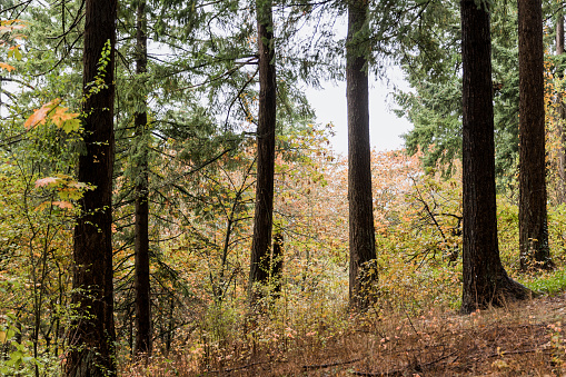 Images from a Pacific Northwest forest and trees located in Oregon. Shot in November with fall colors visible.
