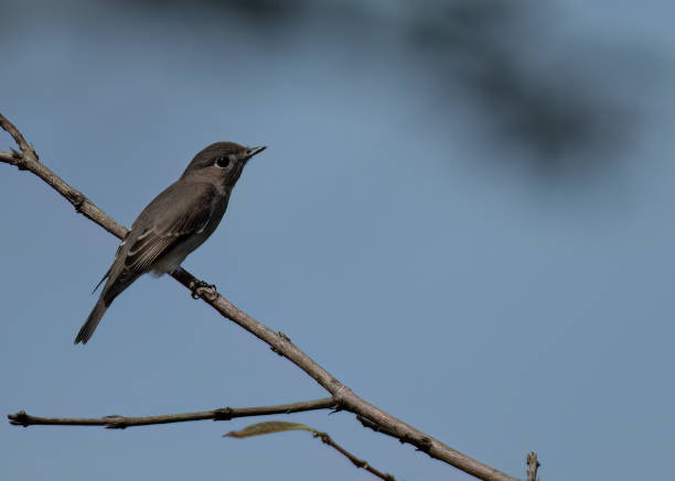 istock Asian Brown Flycatcher Waiting 1438277781