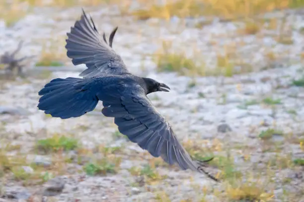 Common Raven Flies in Vicinity of Old Faithful Geyser in Yellowstone National Park
