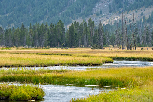 Yellowstone River Meanders Through a Meadow in Yellowstone National Park