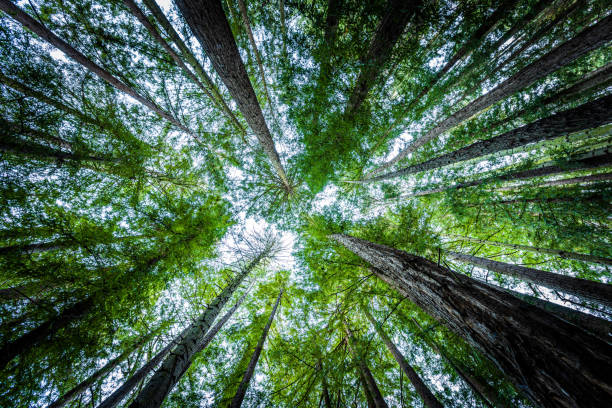 istock Green Canopy of Redwoods | Fire Trails 1438278268